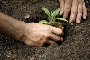 Planting sage