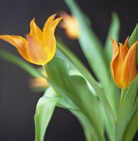 Orangefarbene Tulpen