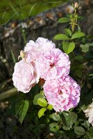 Rosa Rosen im Garten