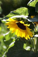 A sunflower in a garden (cropped)