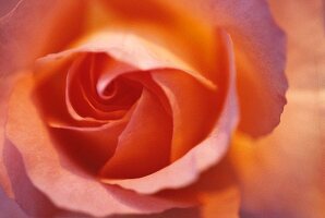 Apricot coloured rose (close-up)