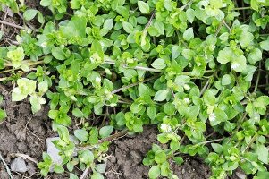 Chickweed (Stellaria media)