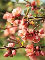 Japanische Kirschblüten am Zweig