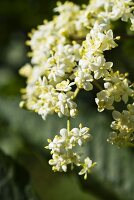 Elderflowers on the bush (close-up)