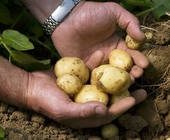 Man holding freshly harvested new potatoes in his hands