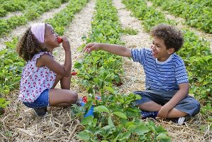 Two children eating strawberries in a strawberry field