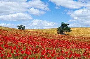 Poppy field