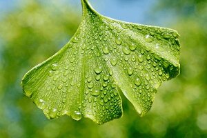 Ginkgo leaf