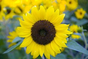 Close Up of a Sunflower Growing Outdoors