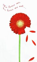 Greetings card with red Gerbera