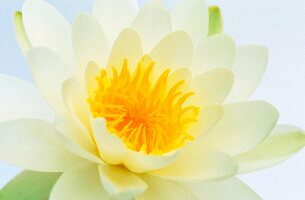 A white water lily