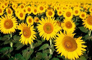 Field of sunflowers