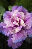 Ornamental cabbage