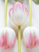Three tulips