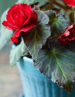 Blooming Begonia Plant in a Blue Pot