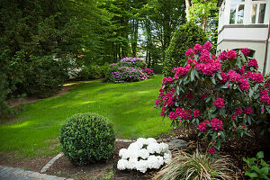 Flowering rhododendrons and arrangement of garden shrubs in front of a house