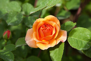 Orangefarbene Rose (Rosa) umgeben von grünen Blättern im Garten