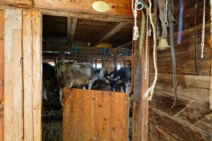 Kühe in rustikalem Stall