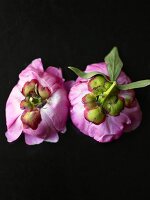 The Bottom Side of Two Pink Peonies on Black Background