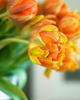 Orangefarbene Tulpen (Close Up)