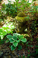 Moss-covered head of Buddha amongst ground-cover plants
