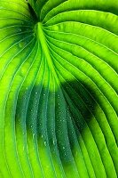 Leaf with water droplets & heart-shaped shadow