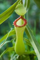 Carnivorous plant (close-up)
