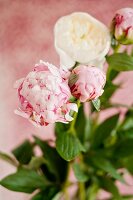 Pink and white peonies