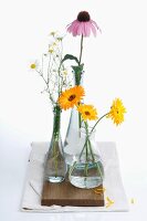 Healing plants in three vases