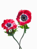 Two bright red anemones with blue stamens set in white centres