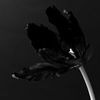 Schwarze Tulpe