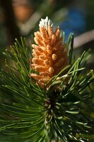 Flowering pinecone