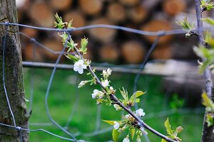 Junger Kirschbaumzweig mit weissen Blüten im Garten