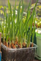 Chives in planting tray