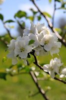 Close up of white apple blossom on an apple tree