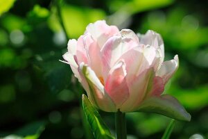 Close up of a variegated pink and white peony