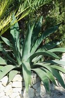 Agave in Mediterranean garden with stone wall