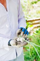 Gardener holding white onions in hands