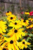 Yellow Rudbeckia flowering in garden