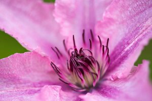 Clematisblüte (Close Up)