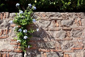 Flowers growing out of crack in wall