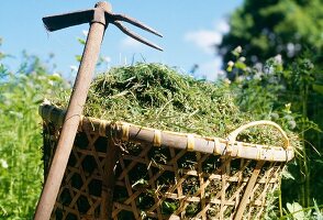 Basket filled with hay and two-pronged hoe