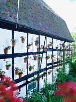 Many potted geraniums decorating outer wall of half-timbered house