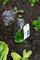 Cloche made from plastic bottle with bottom removed and labelled with tag covering young plant