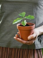 A cupped hand holding a potted plant