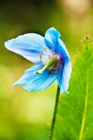 Himalayan blue poppy (Meconopsis)