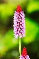 Orchid primrose (Primula vialii) in garden