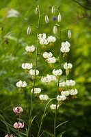 White-flowering Turk's cap lilies