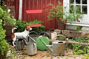 Dog amongst old watering cans and planters on stone steps leading to front door
