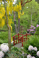 Laburnum and hydrangea in the garden with a small bridge